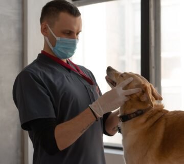 7 redenen om je hond wel te verzekeren 1 360x320