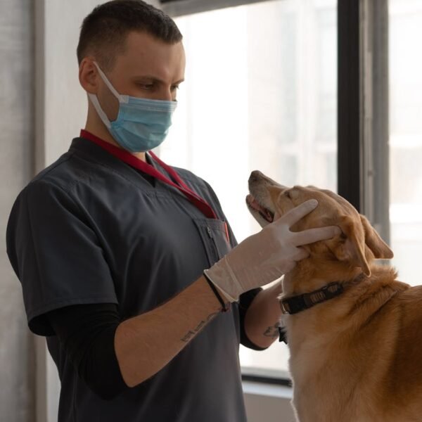 7 redenen om je hond wel te verzekeren 1 600x600