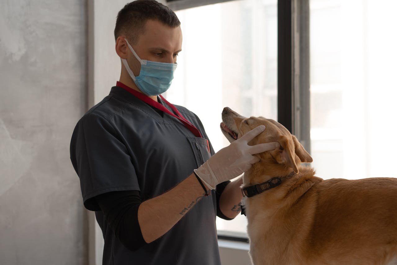 7 redenen om je hond wel te verzekeren 1